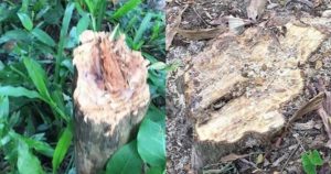 বিশ্বনাথ মইজপুর গ্রামে অবৈধভাবে সরকারি ভূমিতে গাছ কর্তনের অভিযোগ