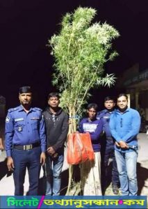 বগুড়ার নন্দীগ্রামে ১২ফুট উচ্চতার ২টি গাঁজার গাছ সহ গ্রেফতার -১