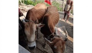 গোয়াইনঘাট উপজেলায় চুরি হওয়া দুটি গরু উদ্ধার