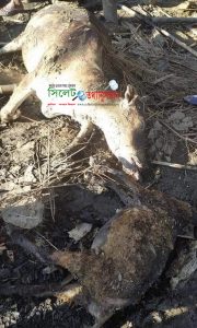 দিরাইয়ে দুর্বৃত্তের আগুনে কৃষকের ৭টি গবাদিপশু ও ধান পুড়ে ছাঁই