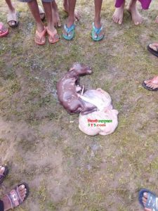 ছাতকে গরুর পেট কেটে বাচ্চা রেখে মাংস নিয়ে পলাতক দূর্বৃত্তরা