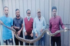 সোহাগপুর যমুনার চরে সাড়ে ১০ ফুট লম্বা অজাগর সাপ উদ্ধার