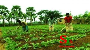 বগুড়ার শিবগঞ্জে রবিশস্য চাষে ব্যস্ত সময় পার করছেন কৃষকরা