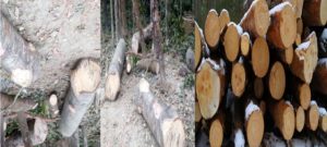 জৈন্তাপুরে প্রভাবশালী চত্রুের বিরুদ্ধে সরকারী গোপাট থেকে গাছ কাটার অভিযোগ