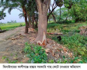 কালীগঞ্জে সরকারি রাস্তার গাছ কেটে সাবার :-