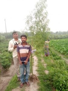 বগুড়ার শিবগঞ্জে গাঁজার গাছসহ মাদকসেবী নায়েম গ্রেফতার