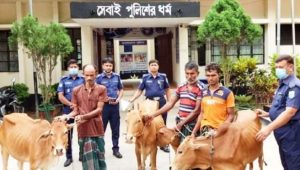 বগুড়ার গাবতলীতে ৫টি চোরাই গরু উদ্ধারসহ তিন চোর গ্রেফতার