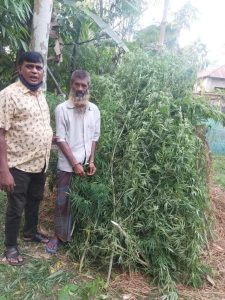 বগুড়ার শিবগঞ্জে আবারো তাজা গাঁজার গাছসহ  একজনকে আটক করেছে পুলিশ