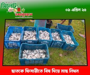 ছাতকে ফিসারীতে বিষ দিয়ে মাছ নিধন