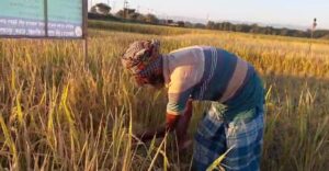 ছাতকে আমন ধানের বাম্পার ফলন-উত্তোলনে ব্যস্ত কৃষক–কৃষাণী