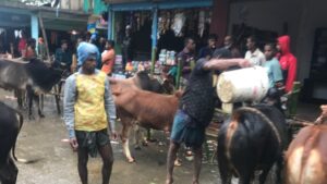 ছাতকে বসেছে ইজারা বহির্ভূত পশুর হাট, রাজস্ব হারালো সরকার।