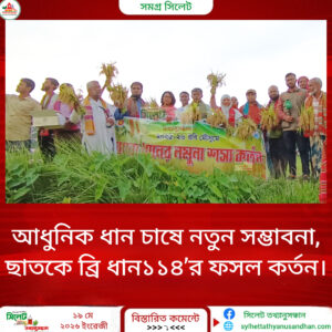 আধুনিক ধান চাষে নতুন সম্ভাবনা, ছাতকে ব্রি ধান১১৪’র ফসল কর্তন